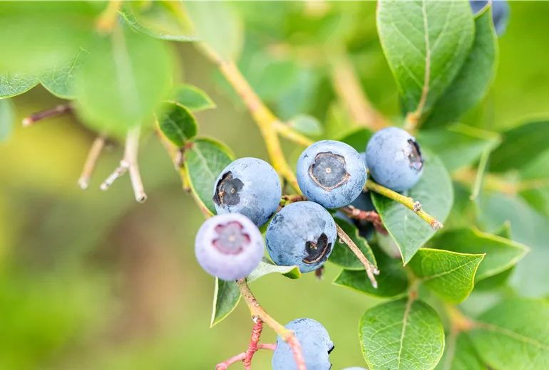 Vaccinium