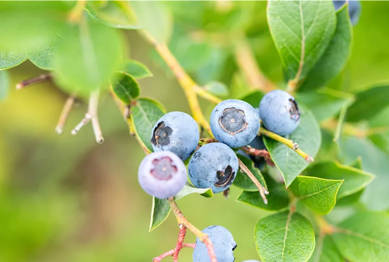 Vaccinium