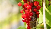 Rote Johannisbeere 'Jonkheer van Tets'