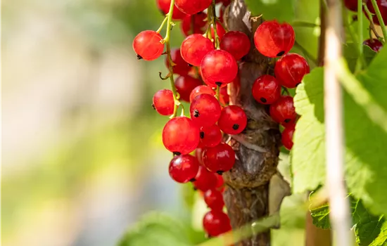 Ribes 'Titania + Jonkheer van Tets' Ribes 'Titania + Jonkheer van Tets'