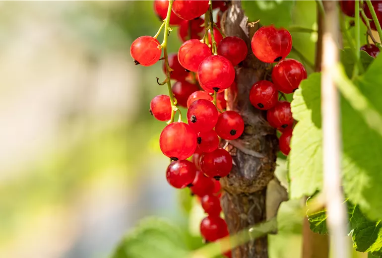 Ribes rubrum 'Jonkheer van Tets' CAC I