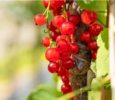 Ribes 'Jonkheer van Tets'