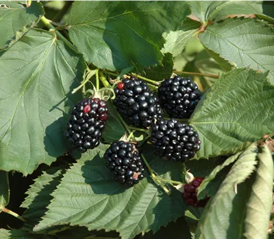 Rubus fruticosus 'Theodor Reimers'