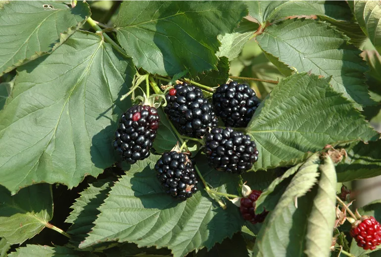 Rubus fruticosus 'Choctaw'®