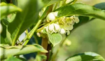 Kiwi 'Issai'