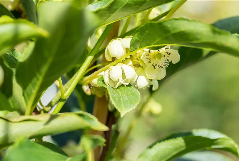 Actinidia arguta 'Issai'