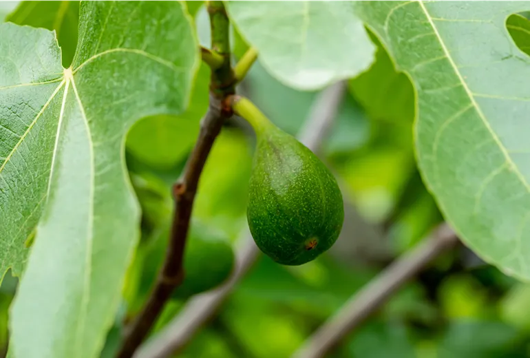Ficus carica