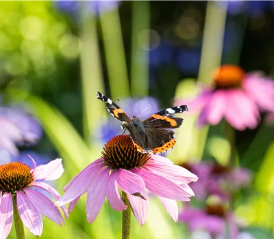 Les dix plantes vivaces estivales les plus appréciées pour le jardin Les dix plantes vivaces estivales les plus appréciées pour le jardin
