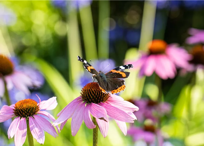 Die zehn beliebtesten Sommerstauden für den Garten Die zehn beliebtesten Sommerstauden für den Garten