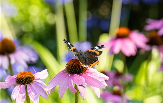Die 10 schönsten Sommerblumen für den Garten