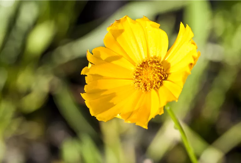 Coreopsis grandiflora 'Schnittgold'