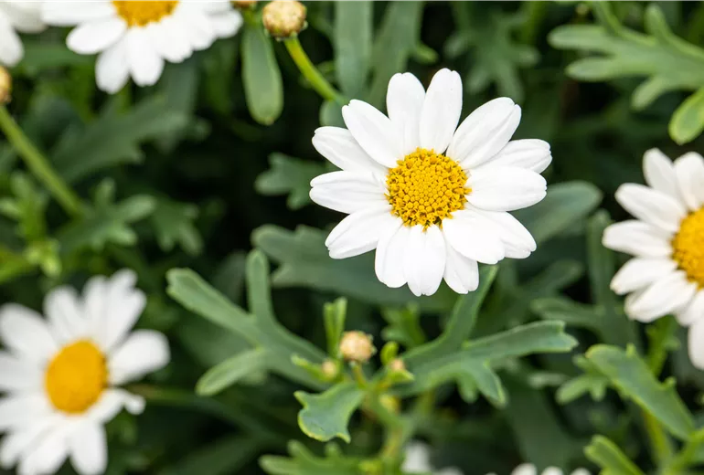 Argyranthemum frutescens, weiß