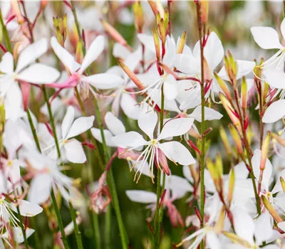 Gaura lind. 'Whirling Butterflies' Gaura lind. 'Whirling Butterflies'