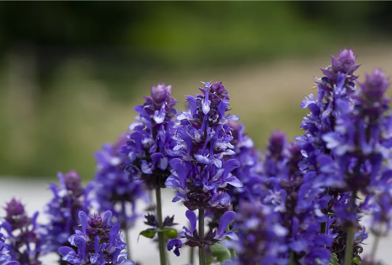Salvia nemorosa
