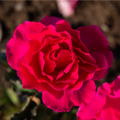 Unsere beliebtesten ADR-Rosen für Garten und Kübel Unsere beliebtesten ADR-Rosen für Garten und Kübel