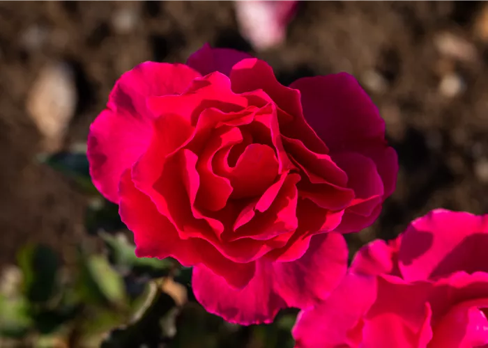 Unsere beliebtesten ADR-Rosen für Garten und Kübel Unsere beliebtesten ADR-Rosen für Garten und Kübel