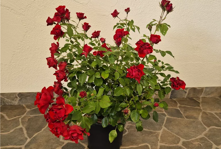 Beetrose 'Black Forest'