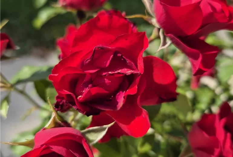 Bodendeckerrose 'Alexander von Humboldt'