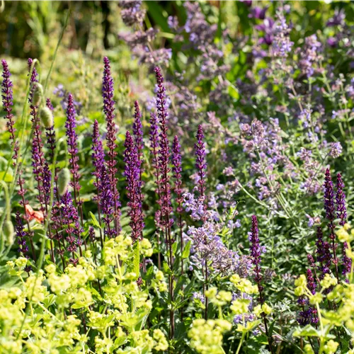Die schönsten mehrjährigen Blumen und Dauerblüher Die schönsten mehrjährigen Blumen und Dauerblüher