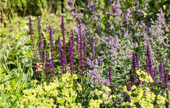 Les plus belles fleurs vivaces et à longue floraison Les plus belles fleurs vivaces et à longue floraison
