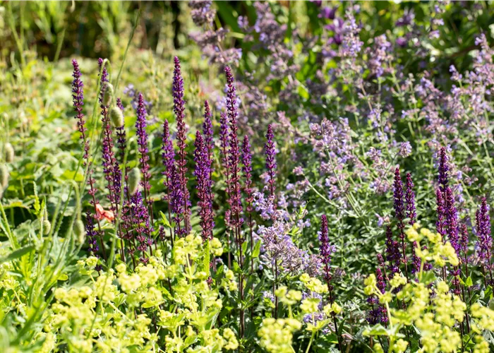 Die schönsten mehrjährigen Blumen und Dauerblüher Die schönsten mehrjährigen Blumen und Dauerblüher