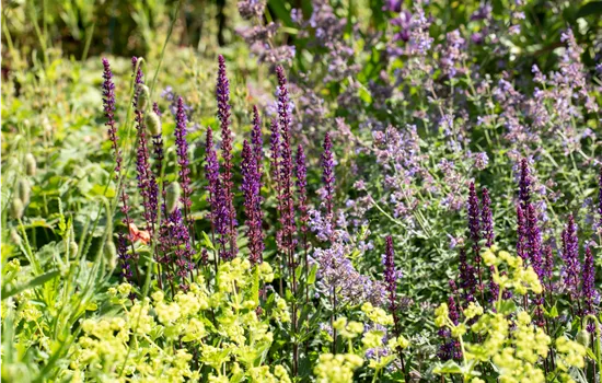 Les plus belles fleurs vivaces et à longue floraison 