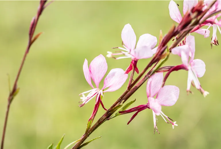 Gaura lindheimeri, rosa