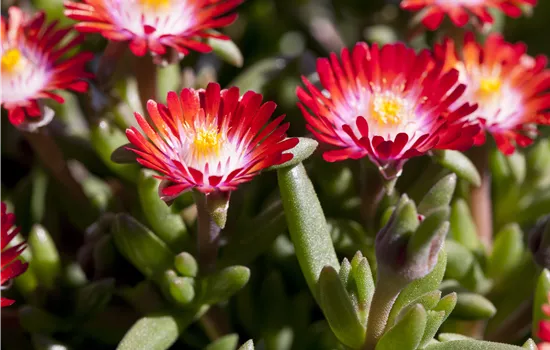 Delosperma 'Jewel of Desert Grenade'