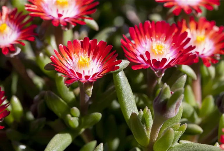 Delosperma cooperi 'Jewel of Desert Grenade'