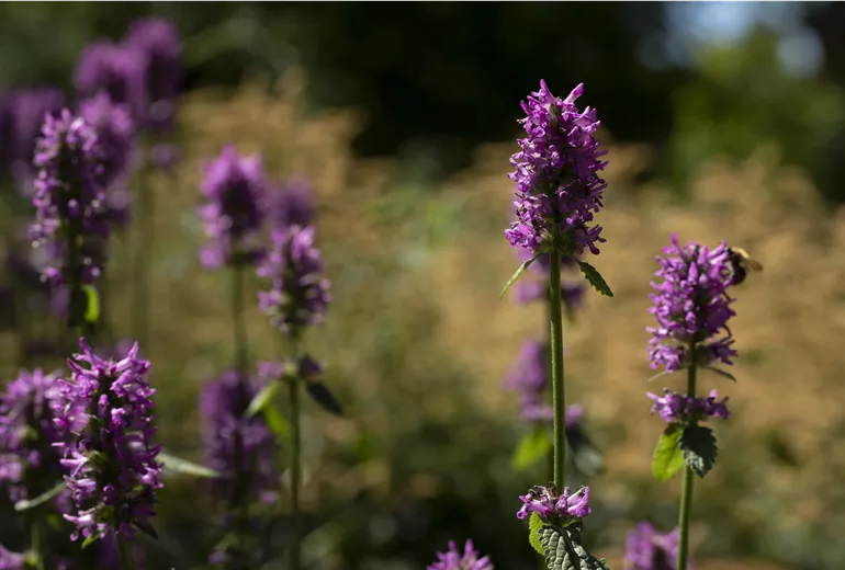 Nepeta nervosa 'Pink Cat'