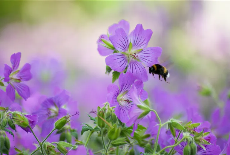 Hummel vor Storchschnabel