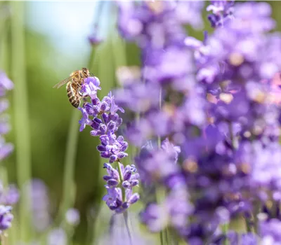 Lavande – le vrai parfum de Provence chez vous Lavande – le vrai parfum de Provence chez vous