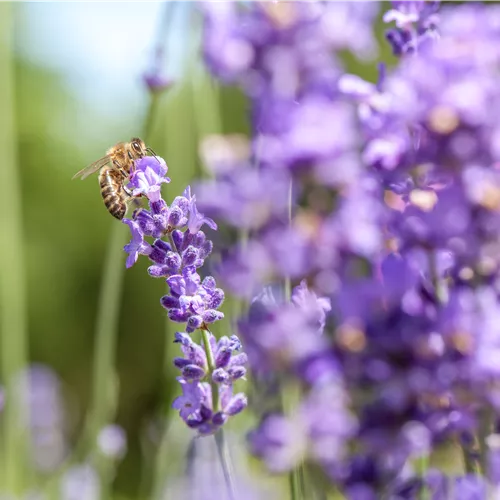 Lavendel – der wahre Duft der Provence für Zuhause Lavendel – der wahre Duft der Provence für Zuhause