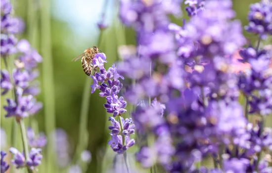 Lavande – le vrai parfum de Provence chez vous Lavande – le vrai parfum de Provence chez vous