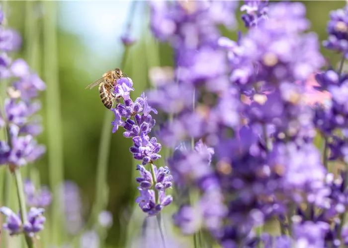 Lavendel – der wahre Duft der Provence für Zuhause Lavendel – der wahre Duft der Provence für Zuhause