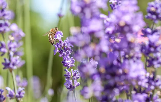 Lavande – le vrai parfum de Provence chez vous