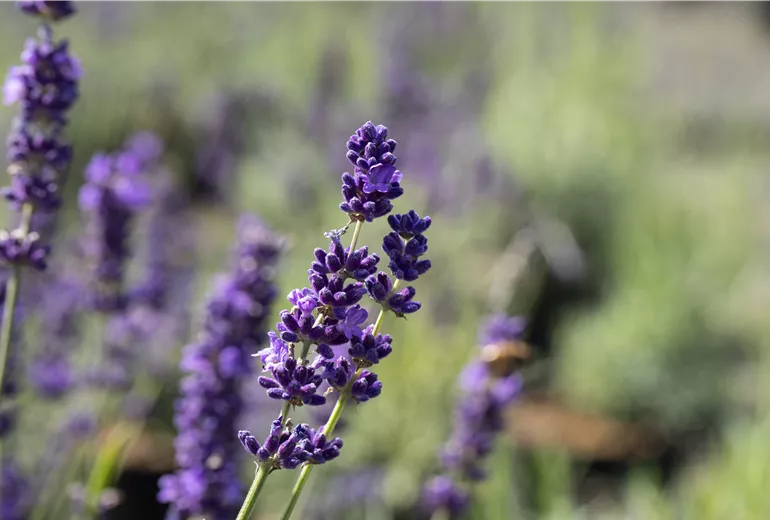 GS642673.jpg GS642673.jpg