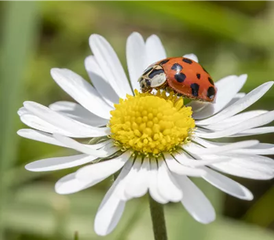 Lutter contre les ravageurs du jardin avec des auxiliaires vivants Lutter contre les ravageurs du jardin avec des auxiliaires vivants