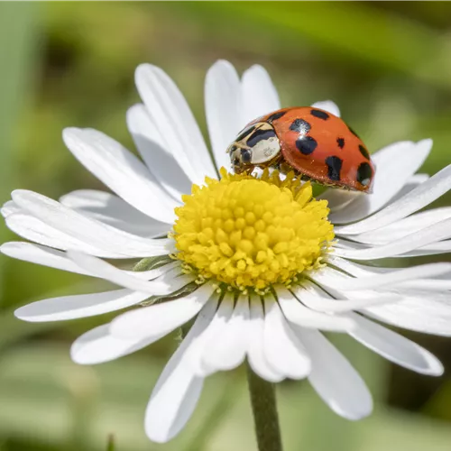 Gartenschädlinge mit lebenden Nützlingen bekämpfen Gartenschädlinge mit lebenden Nützlingen bekämpfen