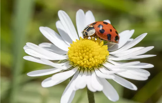 Gartenschädlinge mit lebenden Nützlingen bekämpfen Gartenschädlinge mit lebenden Nützlingen bekämpfen