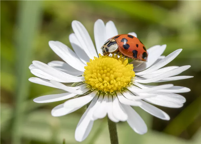 Gartenschädlinge mit lebenden Nützlingen bekämpfen Gartenschädlinge mit lebenden Nützlingen bekämpfen