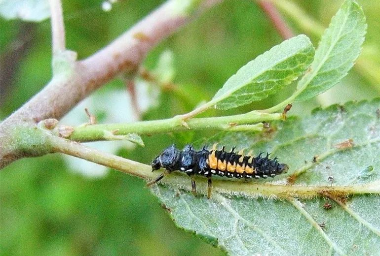 Larve des Asiatischen Marienkäfers