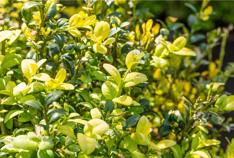 Buxus sempervirens 'Aureovariegata'