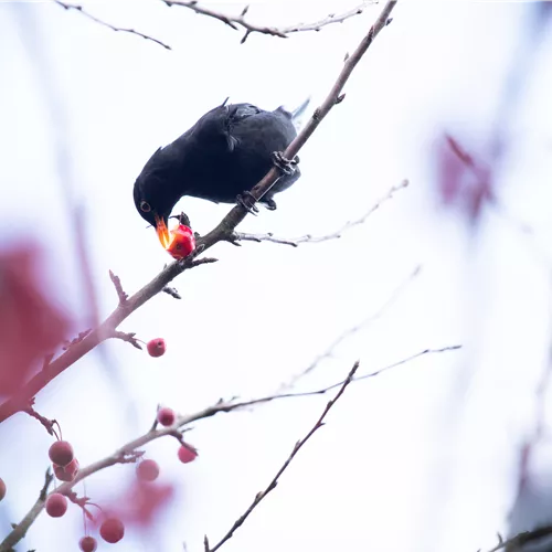 Vogelfreundliche Futterpflanzen für Gartenfreunde Vogelfreundliche Futterpflanzen für Gartenfreunde