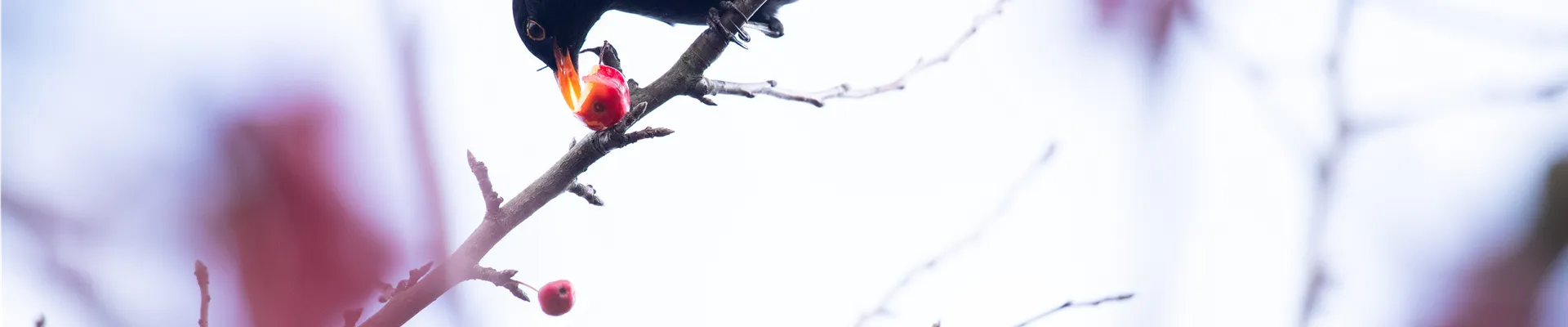 Amsel im Baum 