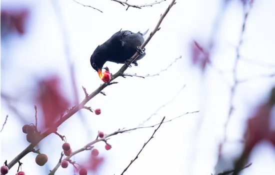 Plantes alimentaires favorables aux oiseaux pour les amateurs de jardinage 