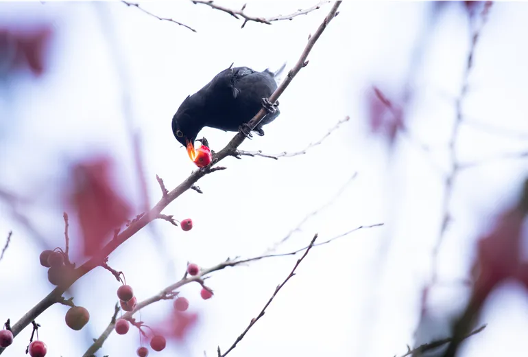 Amsel im Baum 