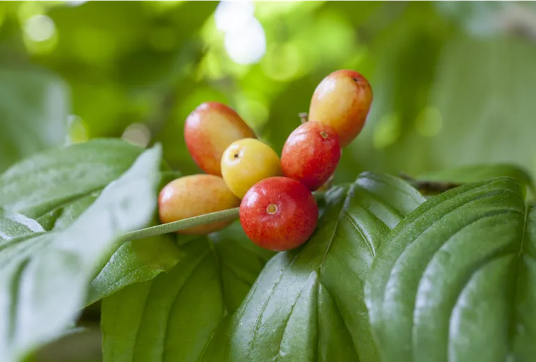 Cornus mas