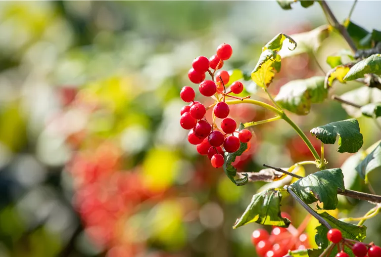 GS643509.jpg GS643509.jpg