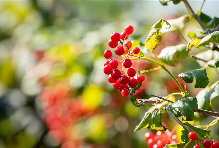 Viburnum opulus 'Compactum'